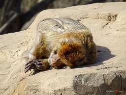 Tiergarten Schönbrunn am 23.03.2023